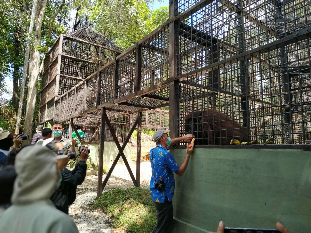 Iskandar dan Bento Dipulangkan ke Habitat Hutan Kalimantan