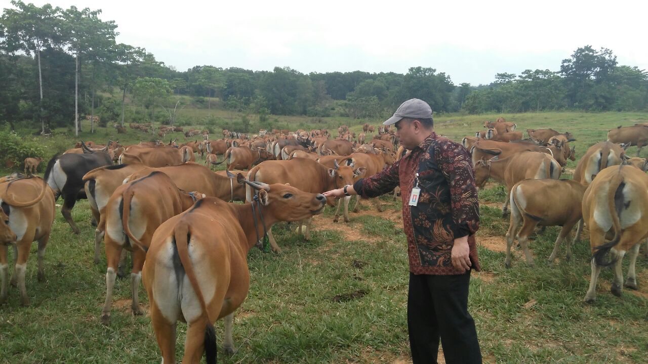 Solusi Lahan Terbatas, Perusahaan Batu Bara Diajak Beternak Sapi