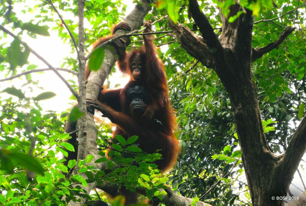 Lepas Liarkan Orangutan, BKSDA Butuh Hutan Baru