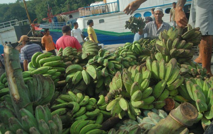 Peluang Ekspor, Malaysia Butuh 600 Ton Pisang Setiap Bulan