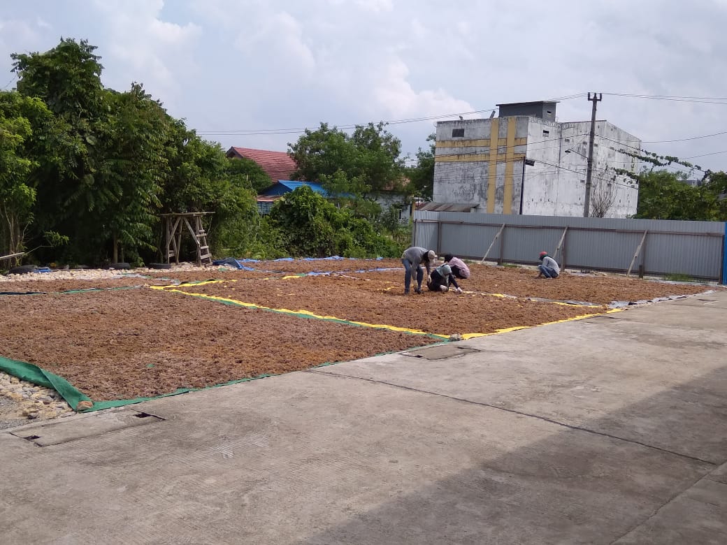 Pasang Surut Rumput Laut, Kaltim Perlu Bangun Industri Pengolahan 