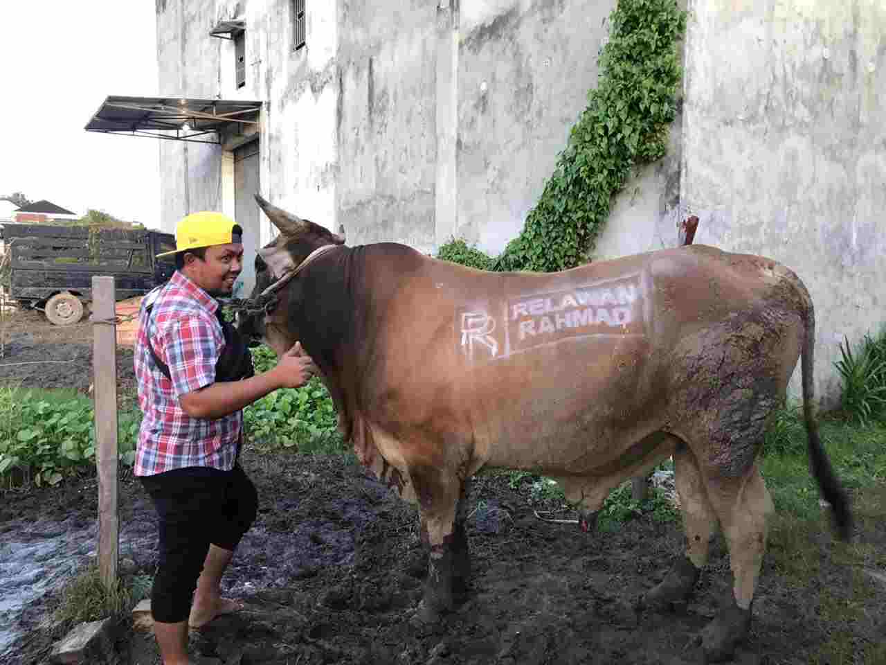 Minat Kurban Masih Tinggi, RR Beli Sapi Monster Beller