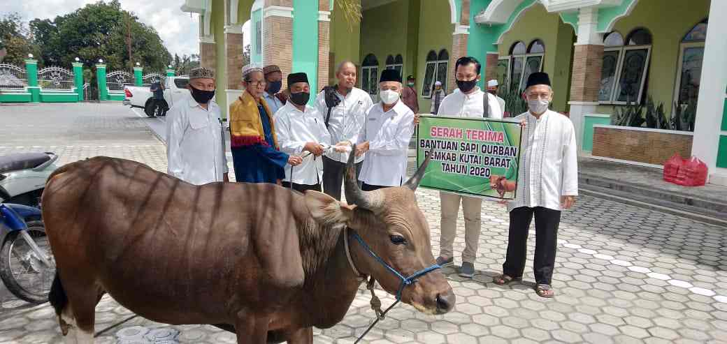 Pemkab Kubar Salurkan Kurban 50 Sapi ke Masjid Se-Kubar