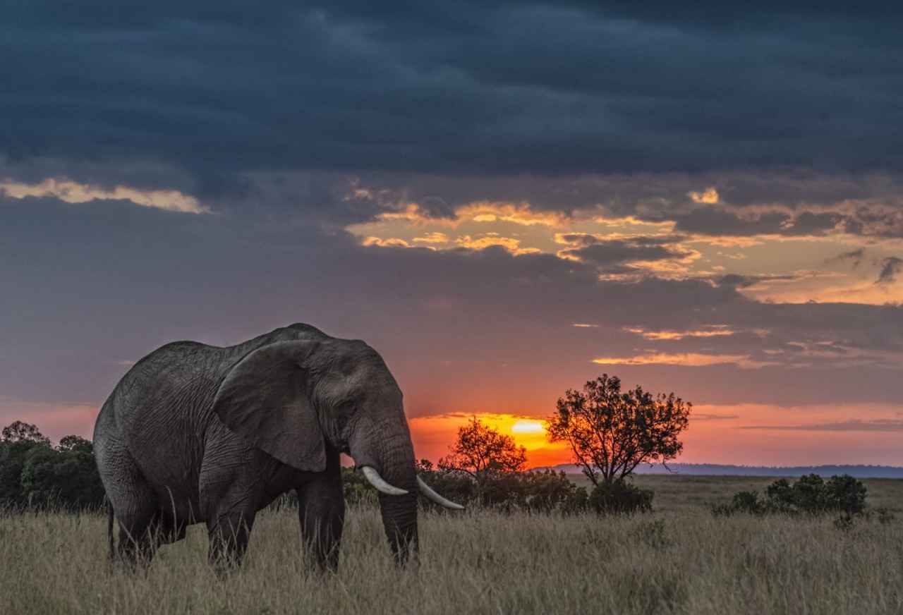 Terbukti Bunuh 500 Gajah, Pemburu Divonis 30 Tahun Penjara