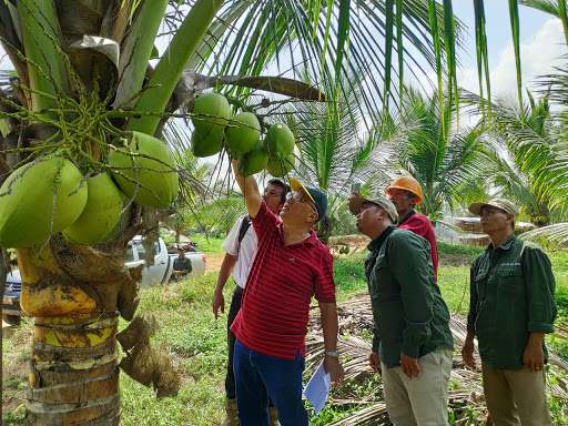 Kelapa di Kaltim Tak Cukup untuk Diekspor