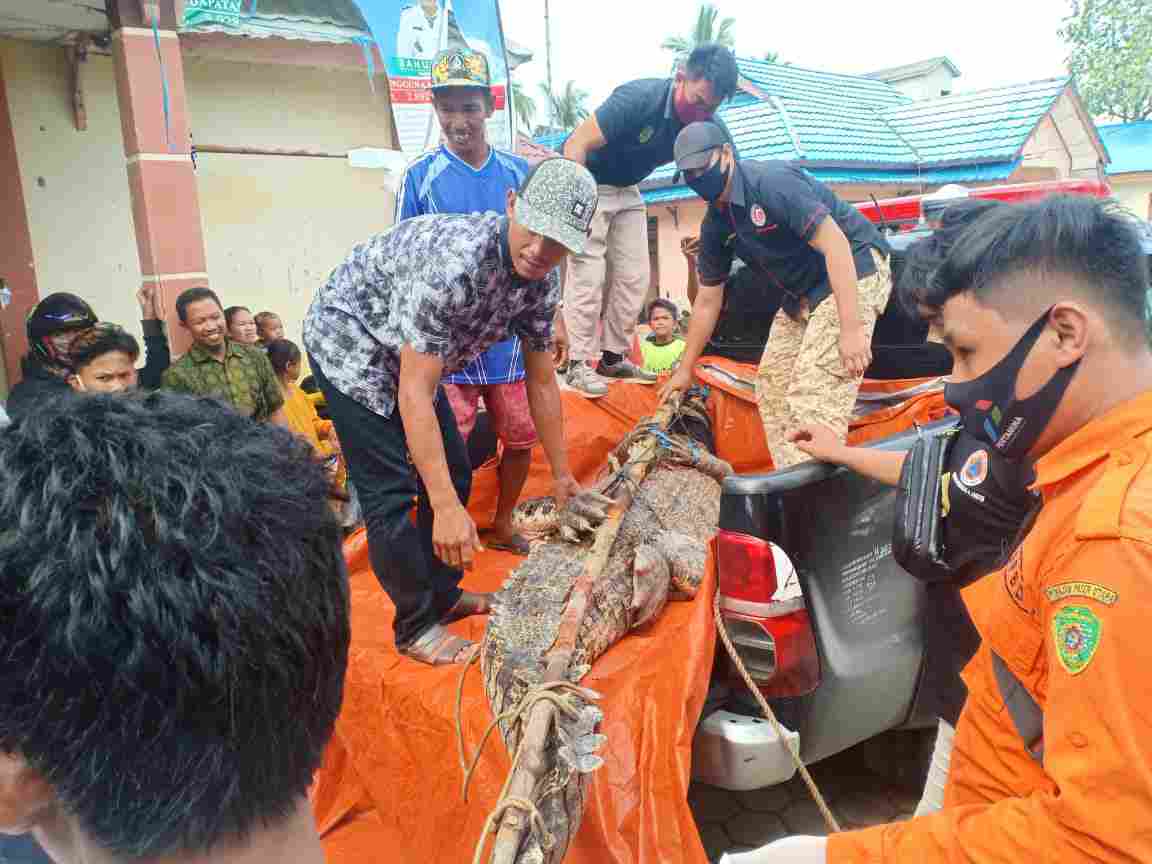 Buaya Resahkan Warga PPU