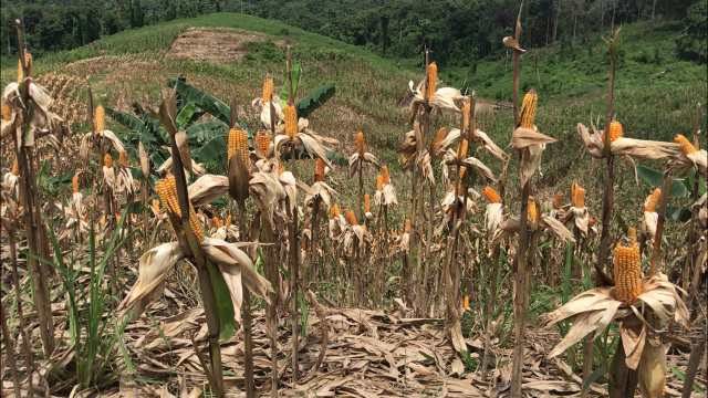 Revolusi Jagung, Petani Loa Ipuh Panen Dua Kali Setahun