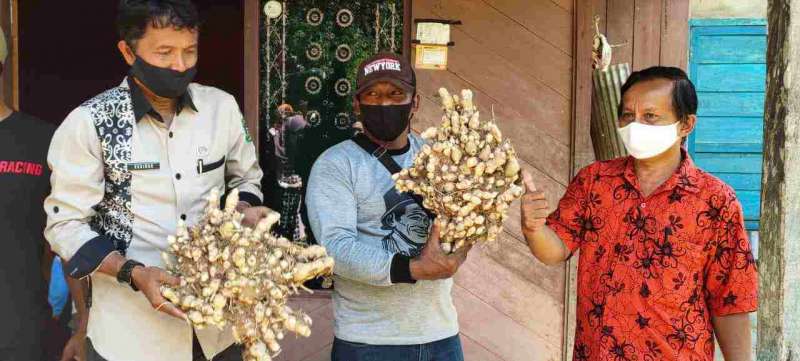 Petani Jonggon Jaya Beralih Tanam Jahe