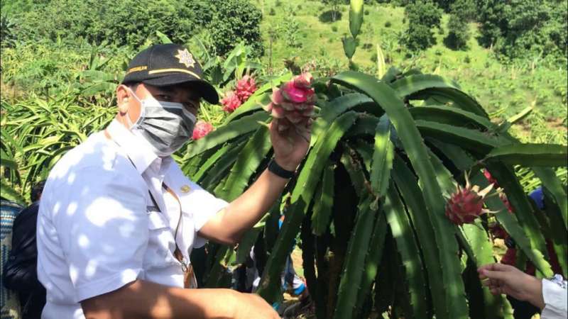 Sekda Harap Gairah Petani Buah Naga Meningkat