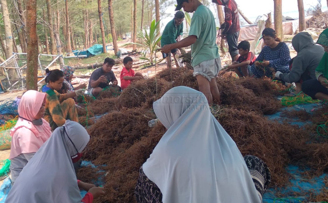 Duh, Kelompok Budidaya Rumput Laut Balikpapan Kesulitan Legalitas