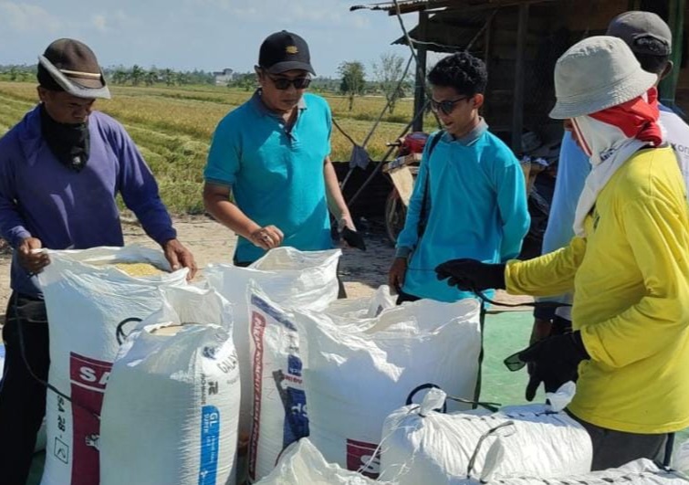 Perumda Prima Jaya Taka Serap Gabah Panen Petani