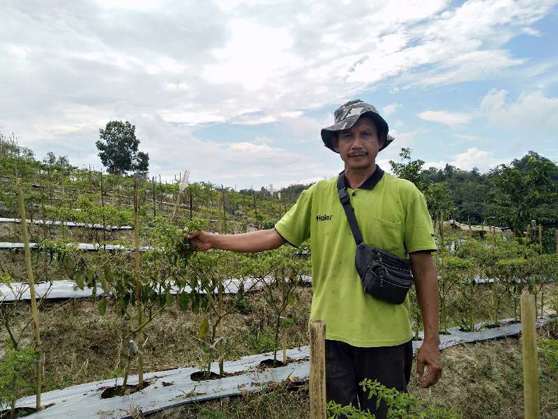 Lebih Dekat dengan Si Pedas Penjaga Inflasi