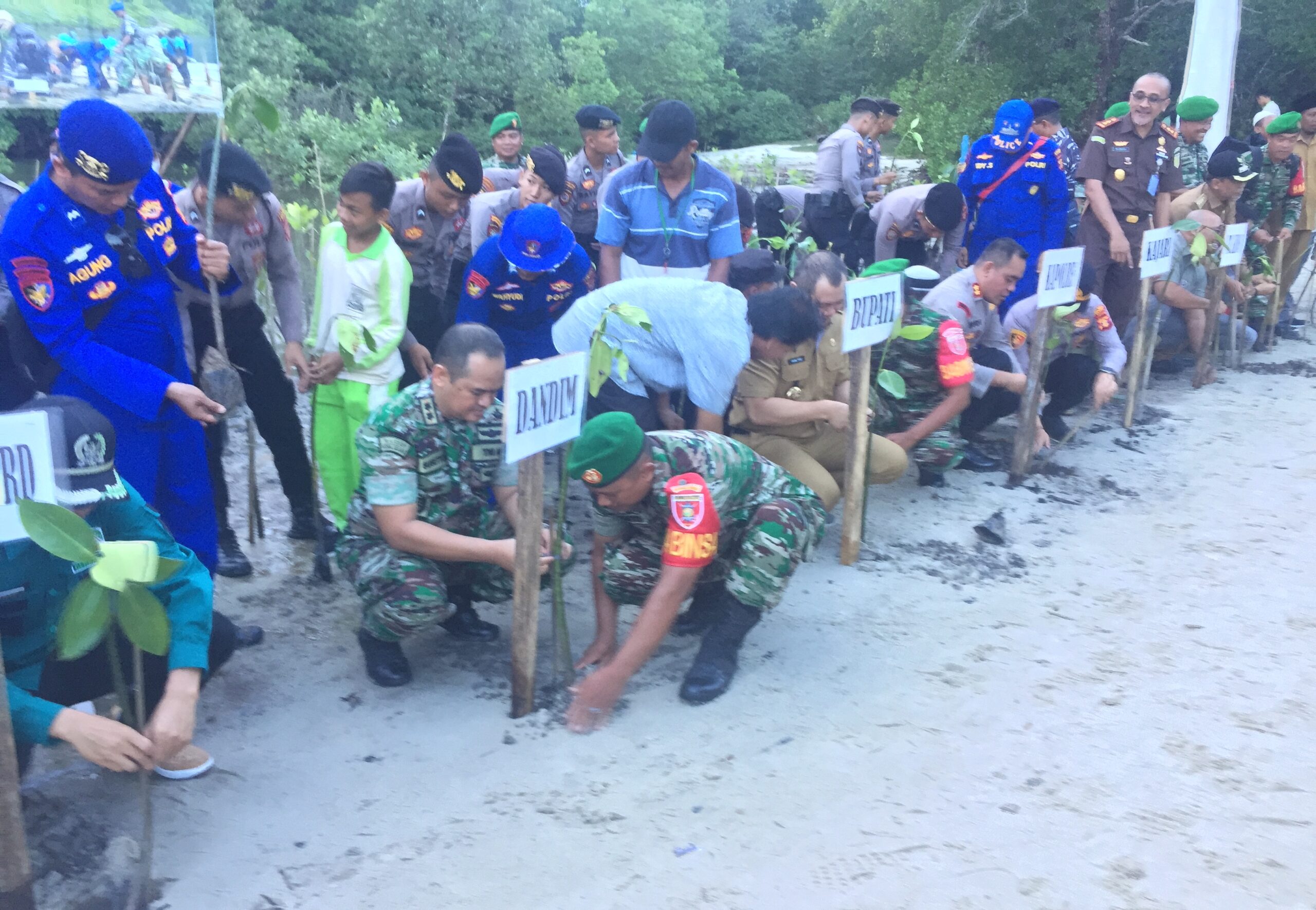 Serentak Seluruh Indonesia, 1.000 Mangrove Ditanam di Pasir Mayang