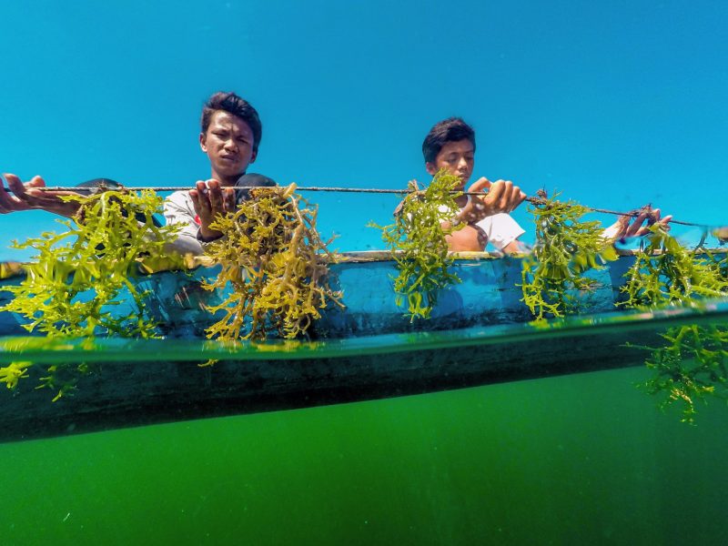 Kampung Melahing; Bergantung Hidup dari Rumput Laut 