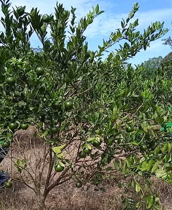 Petani Jeruk Desa Pengrapat di Paser Butuh Pelatihan Agar Jualan Meningkat