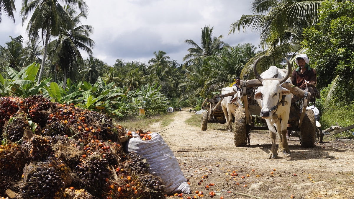 Legislator: Infrastruktur Pertanian di Kutim Wajib Diperhatikan