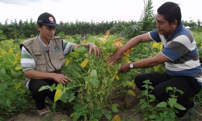 Lokal Pernah Berlimpah