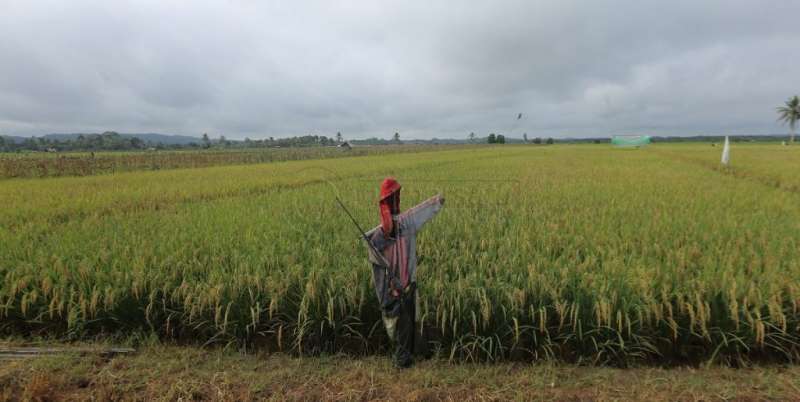 Kukar Ingin Kembali Kuatkan Sektor Pertanian