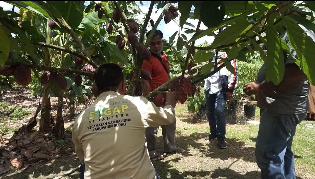 Petani Kakao Dirundung Kegalauan Saat Harga Menjulang