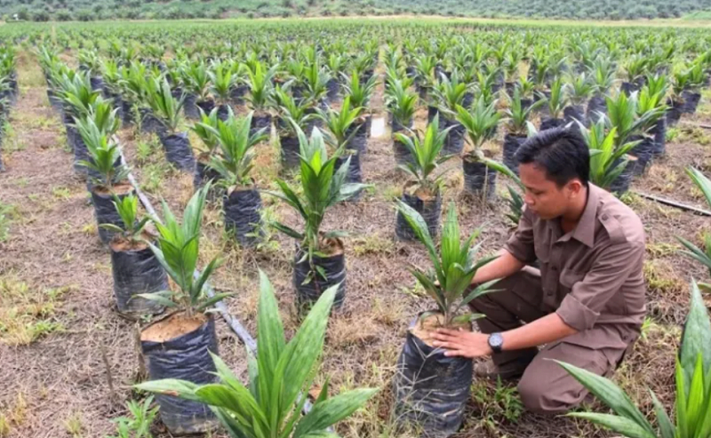 Perkebunan Berau Langganan Raih Panji Keberhasilan