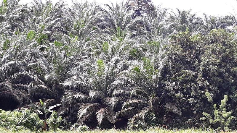 Pemprov Kaltim Susun Master Plan Perkebunan Berbasis Korporasi