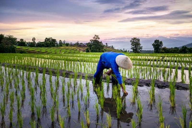 Kukar Tetapkan Kawasan Pembangunan Pertanian