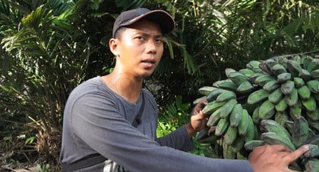 Petani Pisang di Kutim Berjuang Sendirian