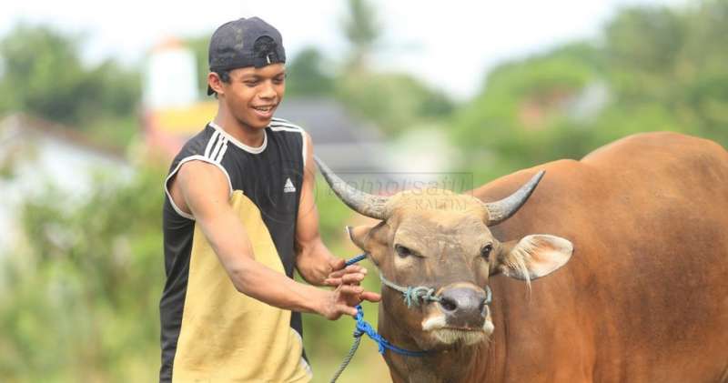 Kutim Perlu Ini Agar Peternakannya Meningkat