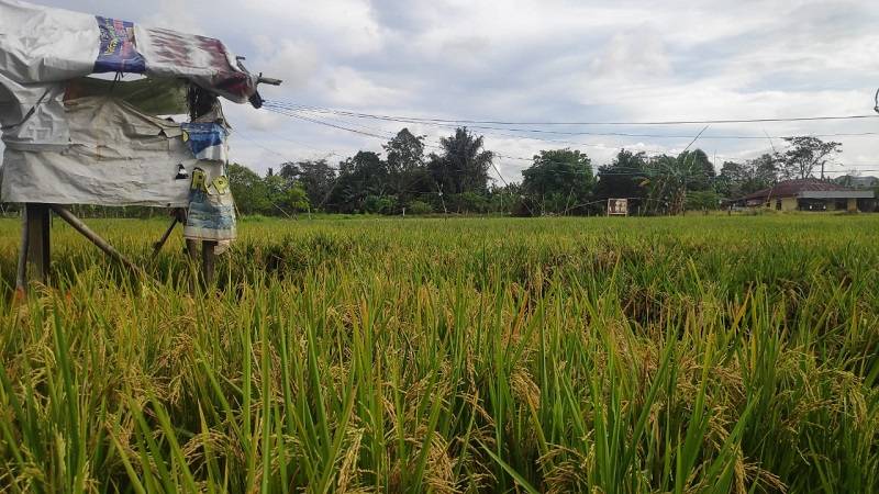 Bunga Runtu: Satu-satunya Petani di Dalam Kota