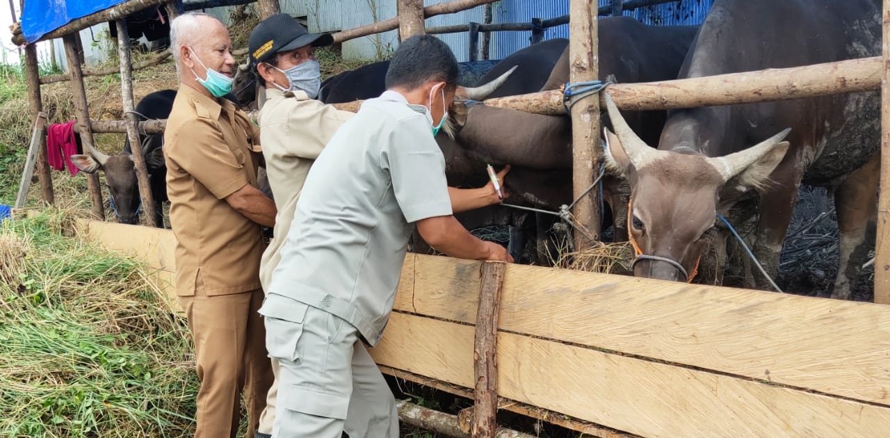 Tingkatkan Gizi Pakan Ternak