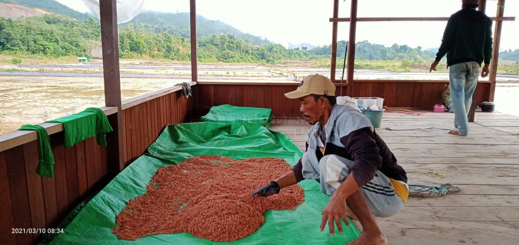 Kaltim Bentuk Perfasda, Perkuat Kelompok Tani Berkorporasi