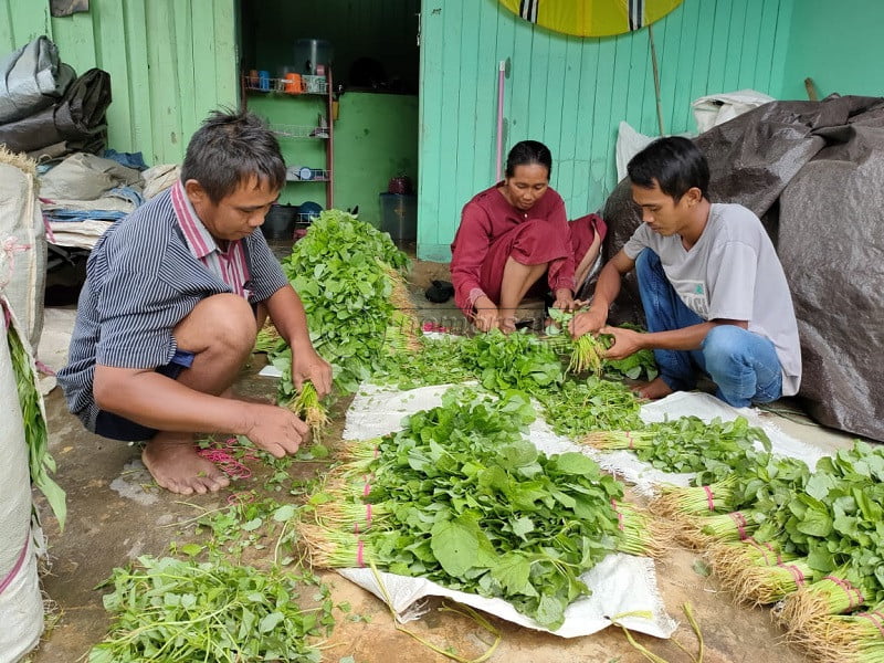 Akibat COVID-19, Petani Sayur Keluhkan Turunnya Permintaan Pasar