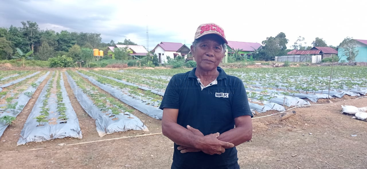 Animo Menanam Porang di Berau Mulai Tinggi, Petani Butuh Semangat Bupati