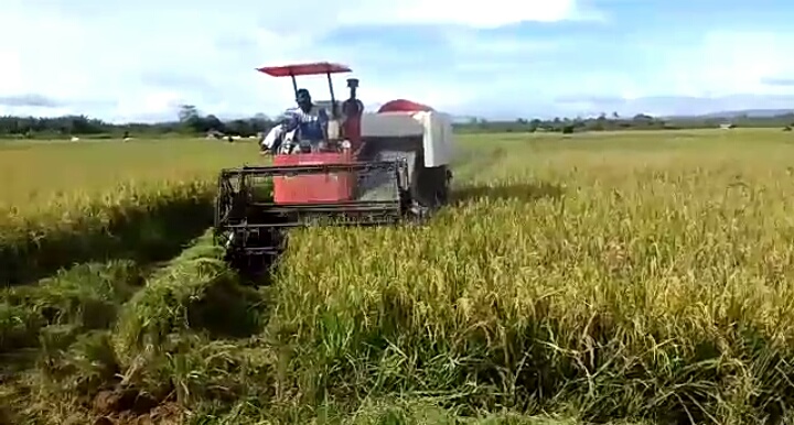 Penuhi Pasokan di Tengah Wabah, Petani Kaubun Tetap Panen