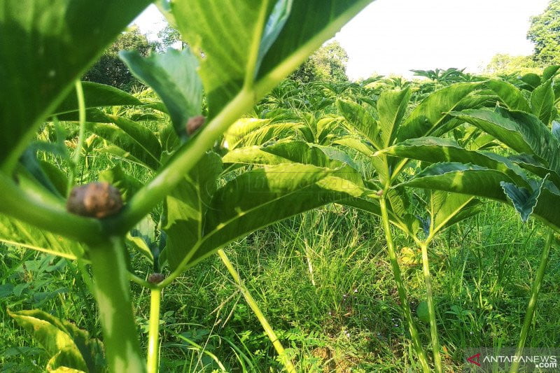 Petani Kaltim Mulai Budi Daya Porang, Peluangnya Masih Besar