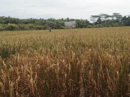 Desa di PPU Pake Pupuk Organik, Lebih Ampuh, Panennya Banyak