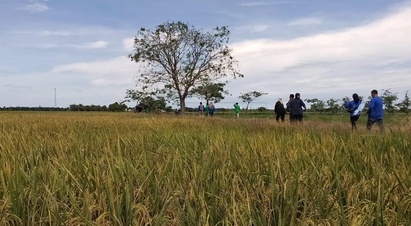 Topang Pangan IKN, PPU Butuh Infrastruktur Pertanian