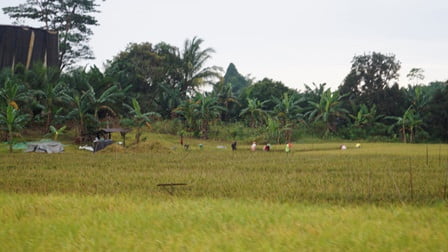 Hasil Panen Berlebih, Petani di Kutim Bingung Mau Jual Kemana