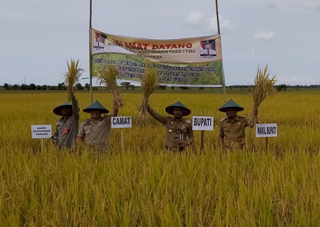 Produksi Padi PPU Capai 44.070 Ton