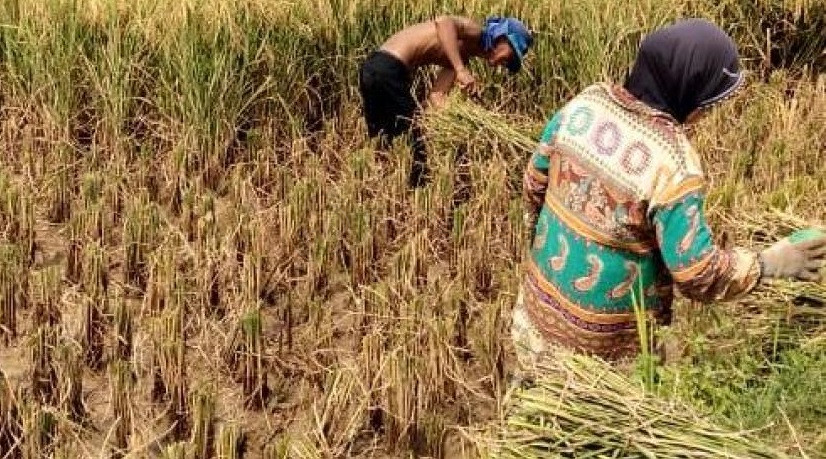 Panen Raya Tiba Harga Gabah Turun