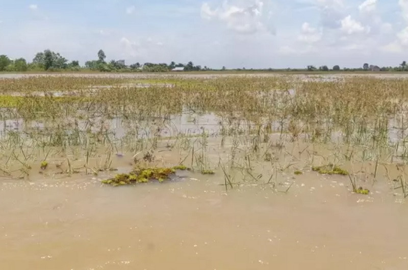 Ratusan Hektare Lahan Pertanian di Paser Terendam Banjir