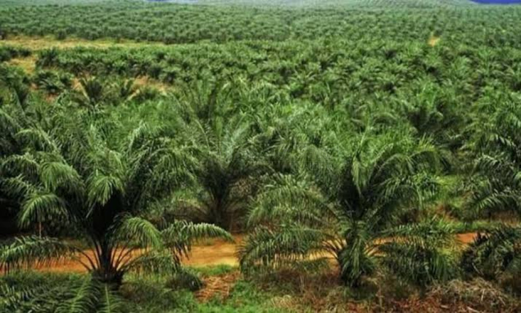 Hilirisasi Perkebunan Sawit Meningkat Pesat