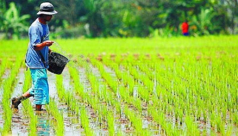 Pemerintah Diminta Tingkatkan Bantuan Pertanian