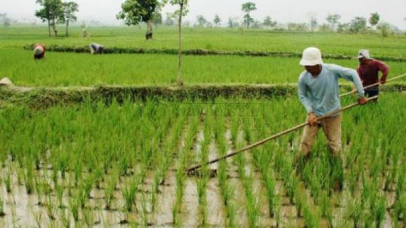 Kolaborasi Keuangan dan Pertanian Perkuat Ketahanan Pangan