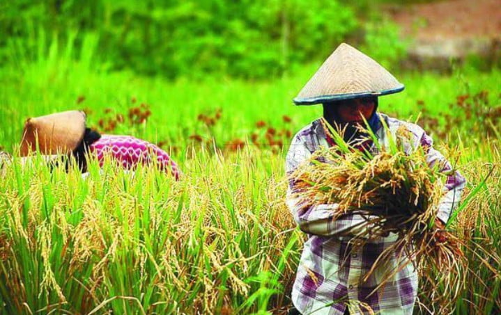 BPS: Nilai Tukar Petani di Kaltim Naik