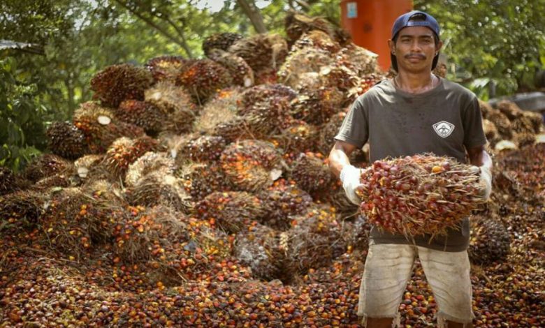 BPS Sebut Pekebun Sawit Kaltim Paling Sejahtera