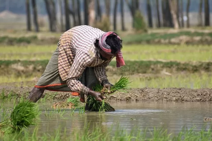 El Nino, Jokowi Minta Genjot Poduksi Pertanian