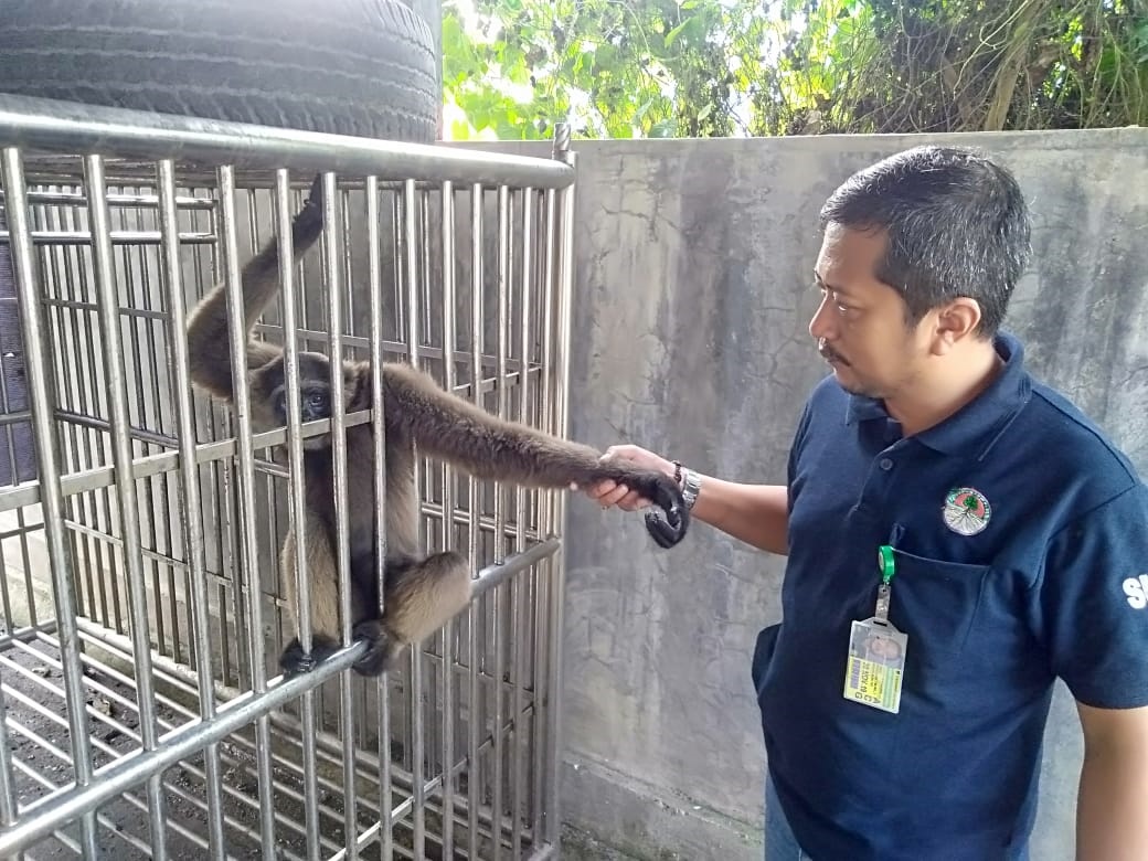 BKSDA Amankan Tiga Satwa Dilindungi