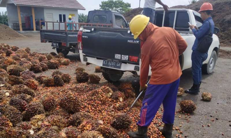 Masih Ada Pekerja Sawit Dieksploitasi