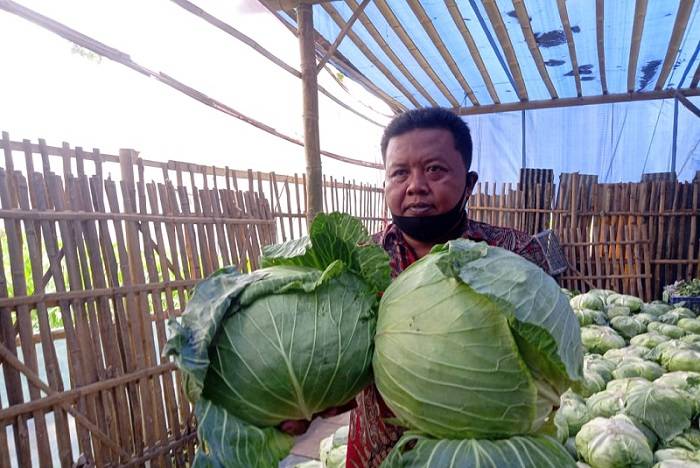 Lima Manfaat Sayur Kubis untuk Kesehatan